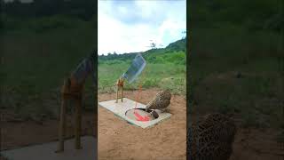 Download lagu kreatif... #wildlife #easytrap #peacock #amazingtrap mp3 Download lagu kreatif... #wildlife #easytrap #peacock #amazingtrap mp3