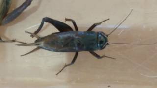 秋の虫の鳴き声を音声で聞いてみた いつも聞いてるあの鳴き声は何の虫 Middle Time 秋の虫の鳴き声を音声で聞いてみた いつも聞いてるあの鳴き声は何の虫 Middle Time