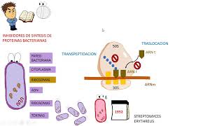 Antibioticos: MACROLIDOS