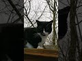 Tuxie Boy Doing His Job SecureThePerimeter NoIntrudersAllowed Cat