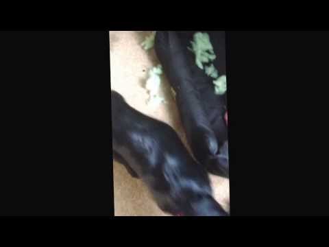 Betty the Destroyer strikes again 9.2.14