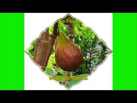 Werbung für den Feigenbaum im eigenen Garten oder auf Terrasse oder Balkon