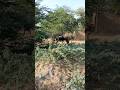 Donkey Mating Time