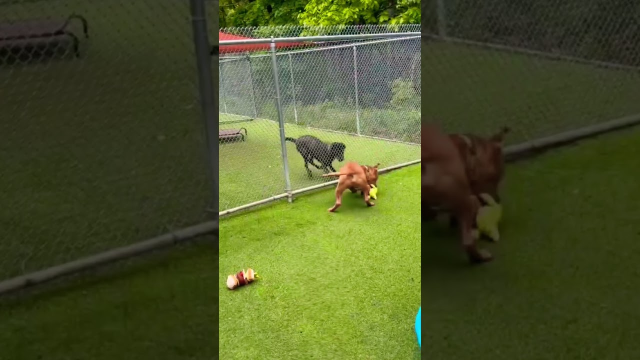 Mickey, a ADOPTABLE Mixed Breed in Lewiston, ME video 6/6