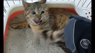 [討論] 貓會打人很恐怖怎麼辦
