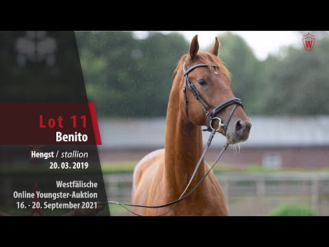 Youngster Online-Auktion Lot 11 Benito Hengst v. Baron (DK) - Dankeschön