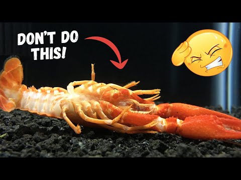 5 Mistakes that will KILL your Crayfish
