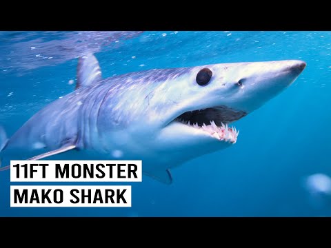 The Largest Mako Shark EVER Filmed?