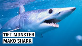 Download lagu The Largest Mako Shark EVER Filmed? mp3