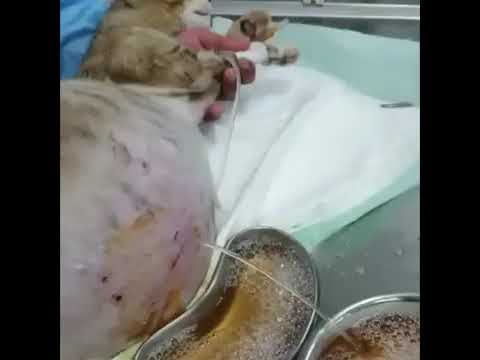 Rescue Poor Cat with ton of Fluid in Her Abdomen