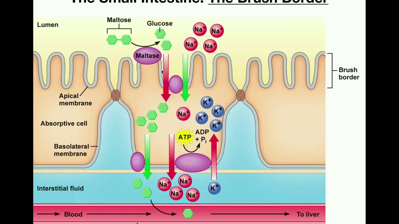 Pancreatic and Brush Border Enzymes of the Small Intestine