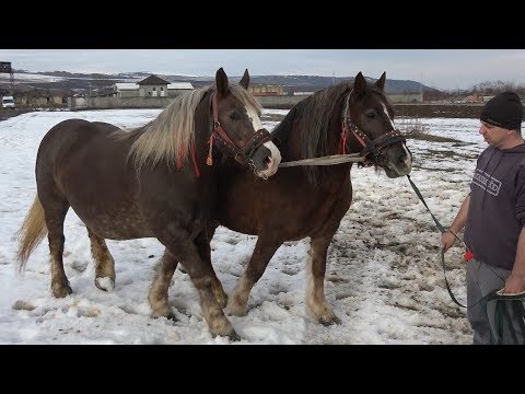 Caii lui Romica Racasan de la Sannicoara, Cluj - 2019 Nou!!!