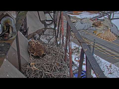 First Sticks Fly In With Big Red And Arthur At The Cornell Hawks Nest | Feb. 16, 2026