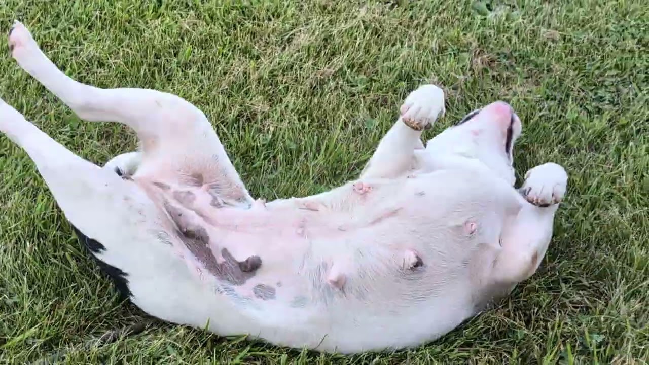 Enlarge Bella, a Adoptable mixed breed in Carthage, IL video 6/6
