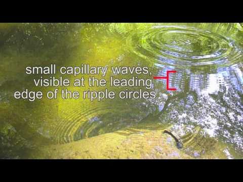 download lagu mp3 mp4 Ripples In A Pond, download lagu Ripples In A Pond gratis, unduh video klip Ripples In A Pond