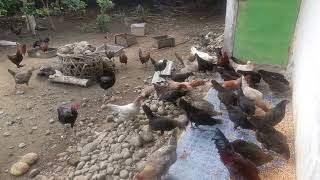 Download lagu ASUPAN AYAM PRODUKTIFITAS TINGGI mp3 Download lagu ASUPAN AYAM PRODUKTIFITAS TINGGI mp3