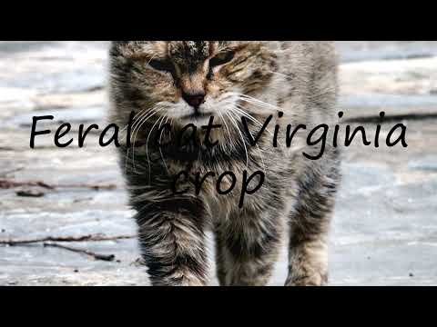 How to pronounce Feral cat Virginia crop in English?