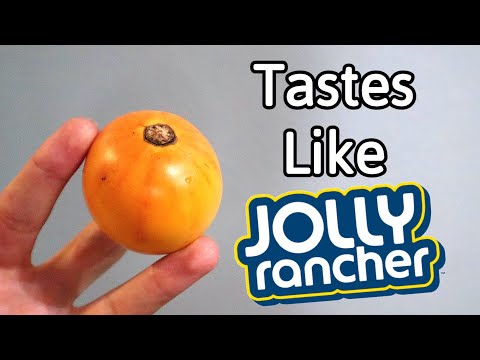 Trying a RARE Tomato Relative That Tastes Like CANDY! (Solanum Pachyandrum) - Weird Fruit Explorer