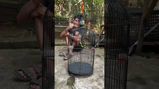 Download lagu Cuma 2 kali ketrek langsung bunyi suara ciblek #ebiwirawan mp3