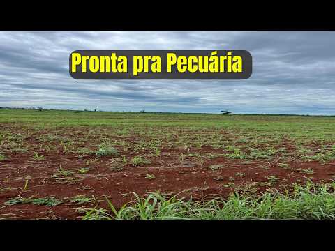Oportunidade: Fazenda 122 Alqueires no Pará | 50% Argila, Pronta pra Pecuária