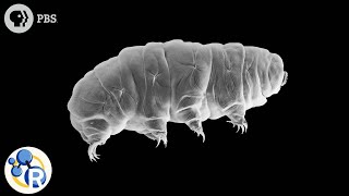 Why Tardigrades are Some of the Most Hardcore Critters on the Planet
