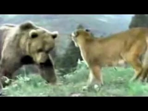 Brown Bear vs. Mountain Lion (Full Fight)