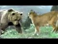 Brown Bear Vs Mountain Lion Full Fight