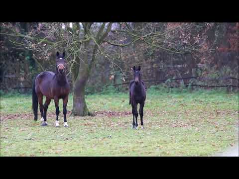 Quantensprung Stutfohlen