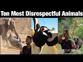 Top 10 Animals With Black Air Force Energy