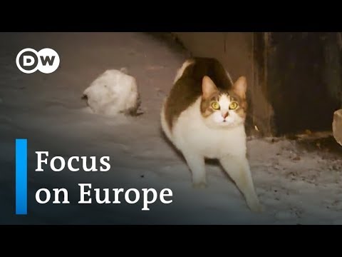 Russia: A nation of cat lovers mobilizes to provide shelter for strays  | Focus on Europe