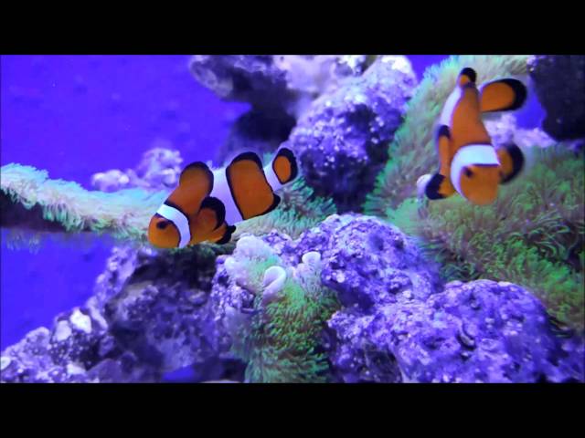 How to setup a 20 gallon long reef tank, NO water change test