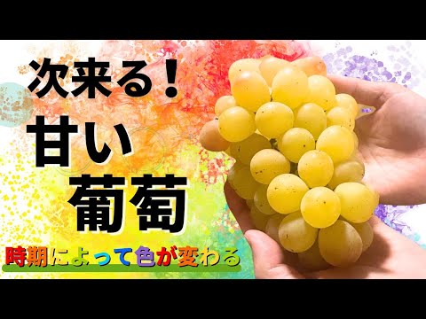 青い果実の色の秘密が明らかに