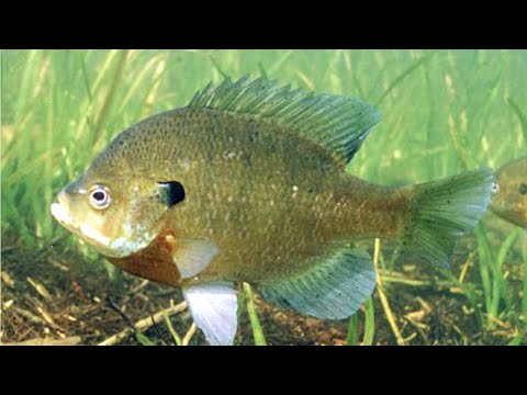 , title : 'Facts: The Bluegill'
