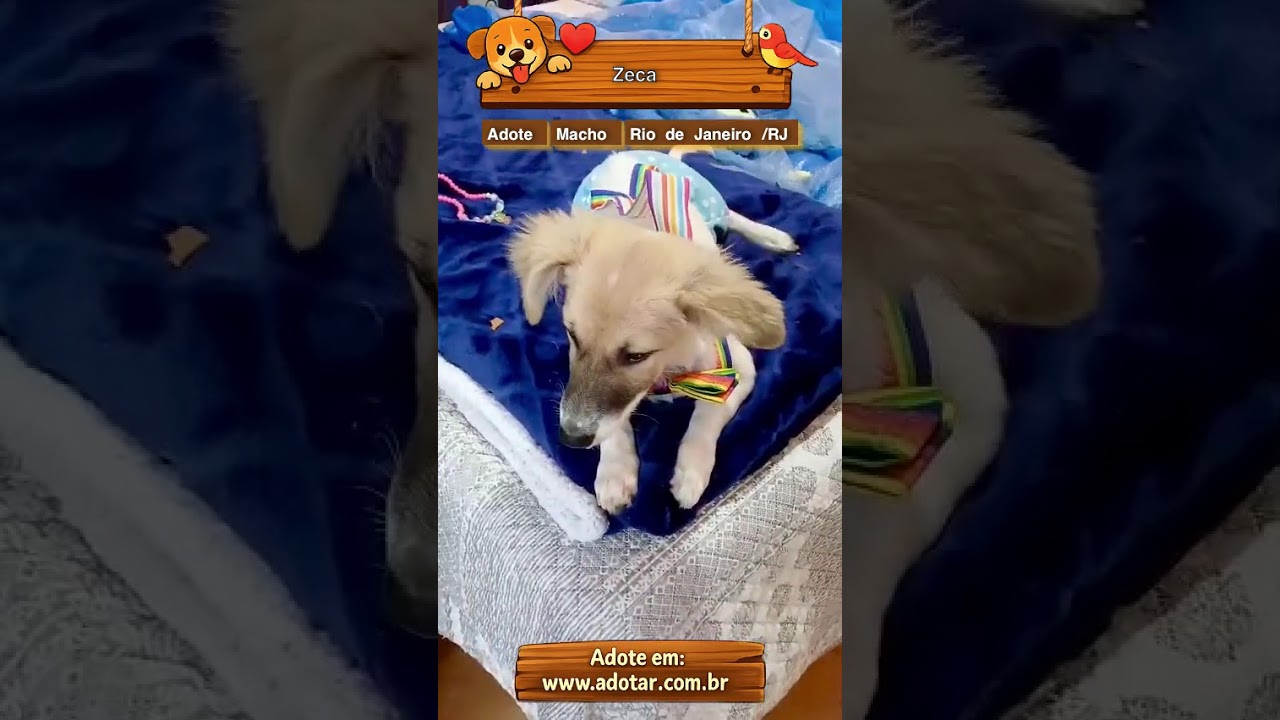 Cachorro raça SRD-ViraLata idade 2 a 6 meses nome Zeca 