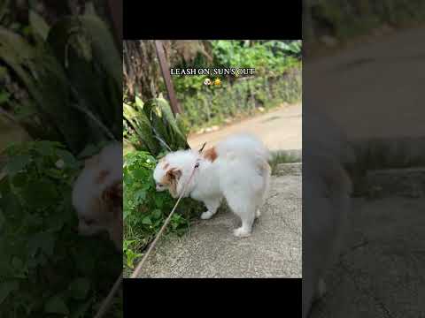 S’mores the Pomeranian loves going out 🐶 #cute #dog #doglife #furbaby #pomeranian