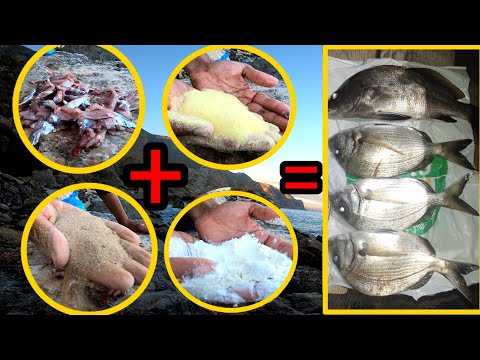 These are the ingredients needed to make a Pilota bait to target large sargos