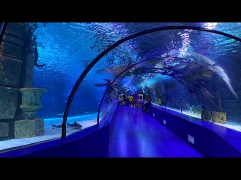 This Is The World's BIGGEST Tunnel Aquarium