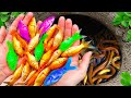 Great Catch Colorful Aquarium Fish In Small Pond Glass Fish Angelfish Koi Fish Zebra Fish Guppy