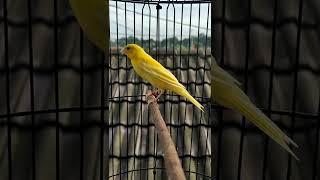 Download lagu kenari loper paud mp3