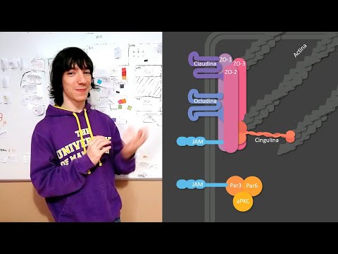 Tight junctions: Proteins and function