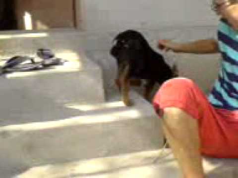 betty acasa la floru, icoana/olt