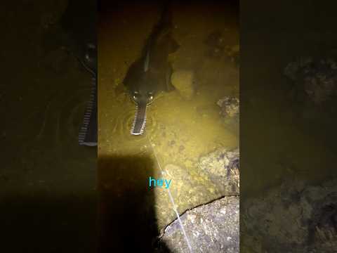 Meet Florida’s cutest “Puppy”… with 80 Teeth 🐊#animals #crocodile #funnyanimals #fyp  #florida