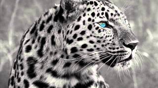 Edu Imbernon & Los Suruba feat. Daniel Wilde - Leopard (Sascha Braemer & Dan Caster Remix)