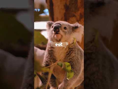 The Hidden World of a Koala's Diet: Prepare to Be Amazed!