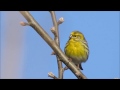 Luka Bloom - MY SINGING BIRD - passeracei nel giardino invernale
