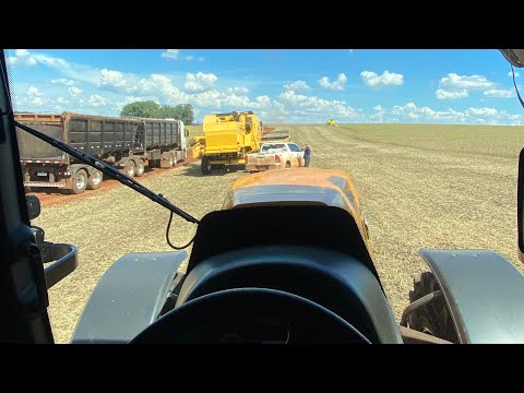 1° e 2° dia de safra na fazenda do meu amigo em Boa Vista do cadeado  / TC59 TC5090 Case 135A