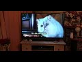 Stuart Little 2 Part 12 Midnight Run With Snowbell Scene