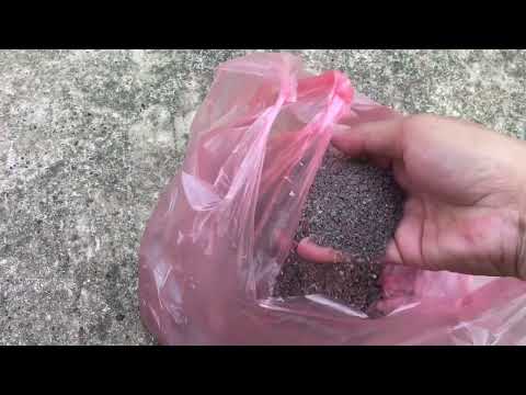 Fertilizer to stimulate buds for Northern yellow apricot trees