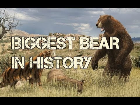 アルクトダス シムス