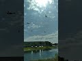 Seagull Mayhem